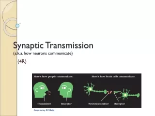 Synaptic Transmission (a.k.a. how neurons communicate)