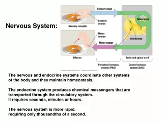 Nervous System: