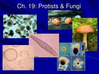 Ch. 19: Protists &amp; Fungi