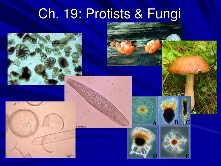 ch 19 protists fungi
