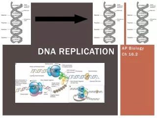 DNA Replication