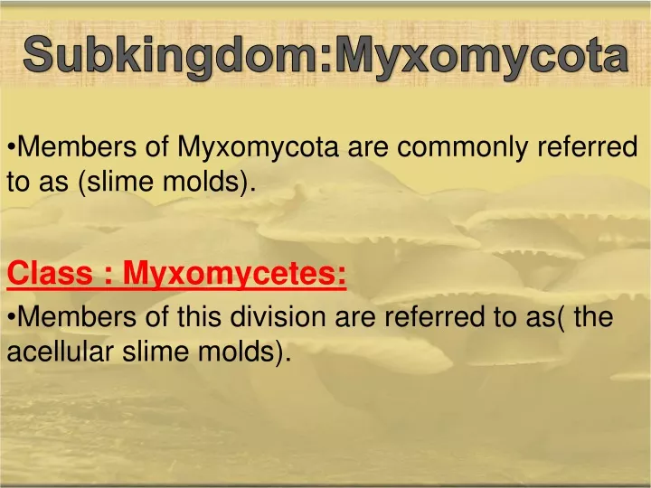 subkingdom myxomycota