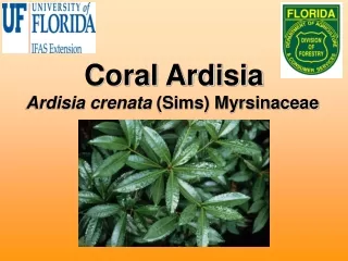 Coral Ardisia