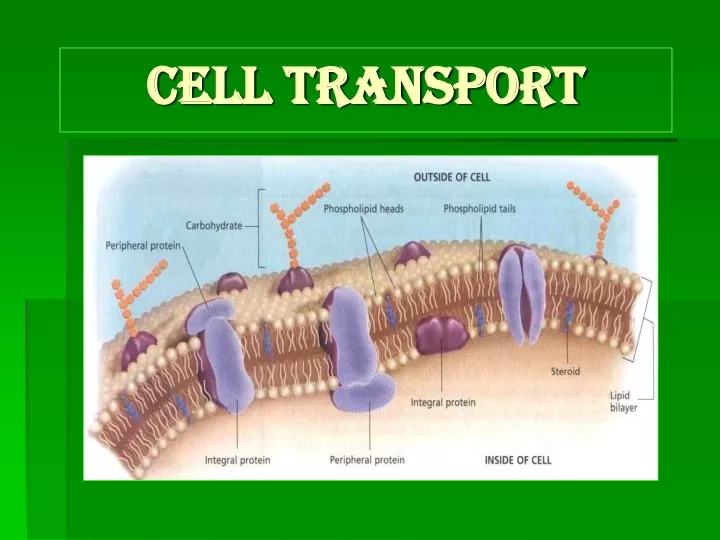 cell transport