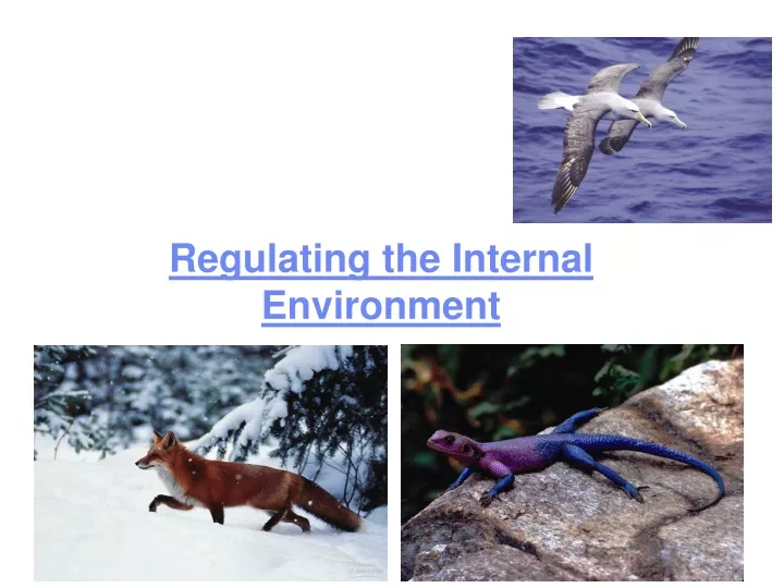 regulating the internal environment