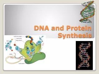 DNA and Protein Synthesis