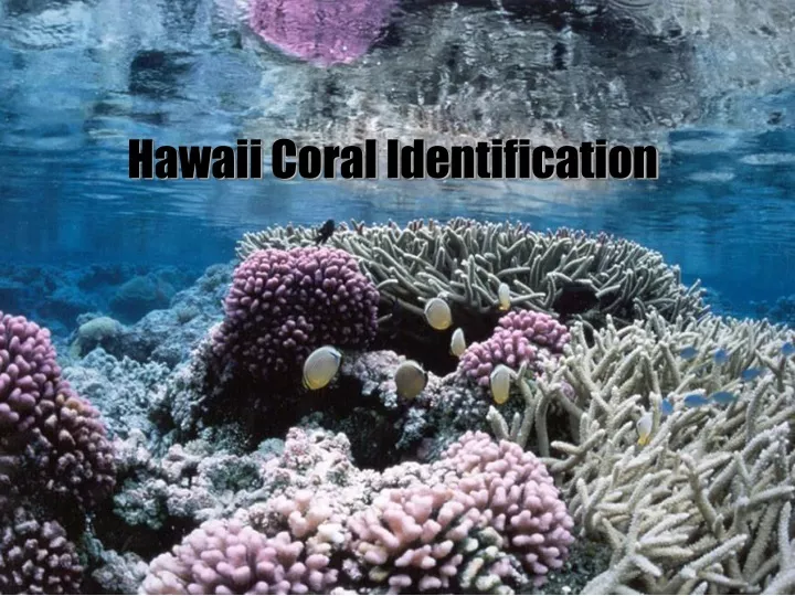 hawaii coral identification