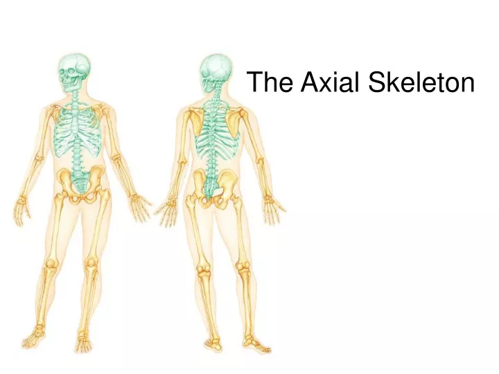 Ppt The Axial Skeleton Powerpoint Presentation Free Download Id9704800 5287