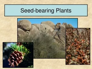 Seed-bearing Plants