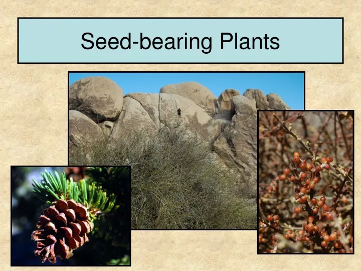 seed bearing plants