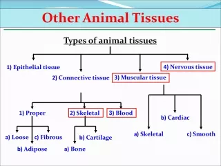 1)  Epithelial tissue