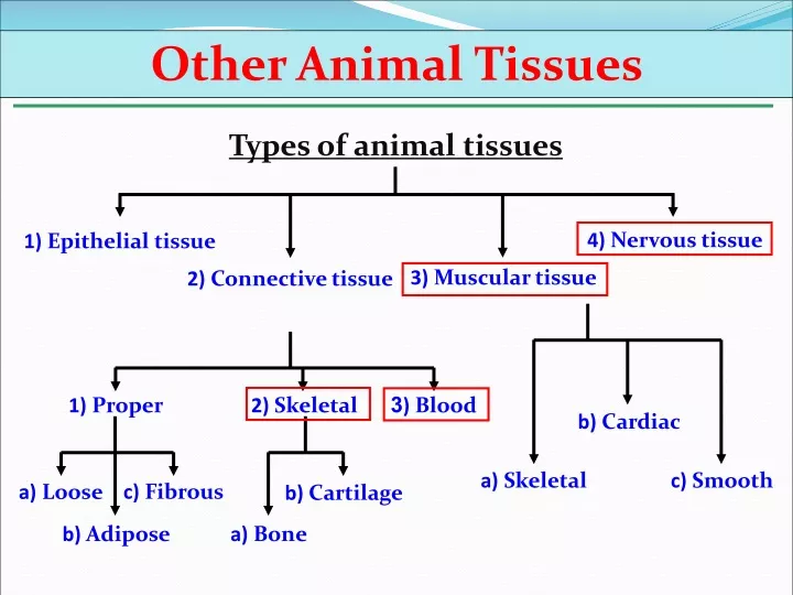 other animal tissues