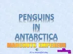 Penguins In ANTARCTICA