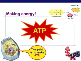 ATP