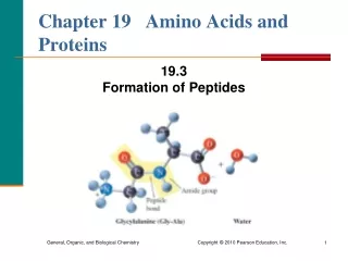 Chapter 19   Amino Acids and Proteins