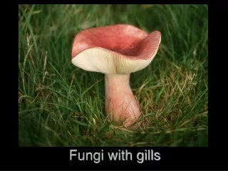 Fungi with gills