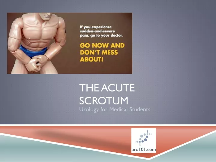 the acute scrotum