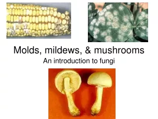 Molds, mildews, &amp; mushrooms