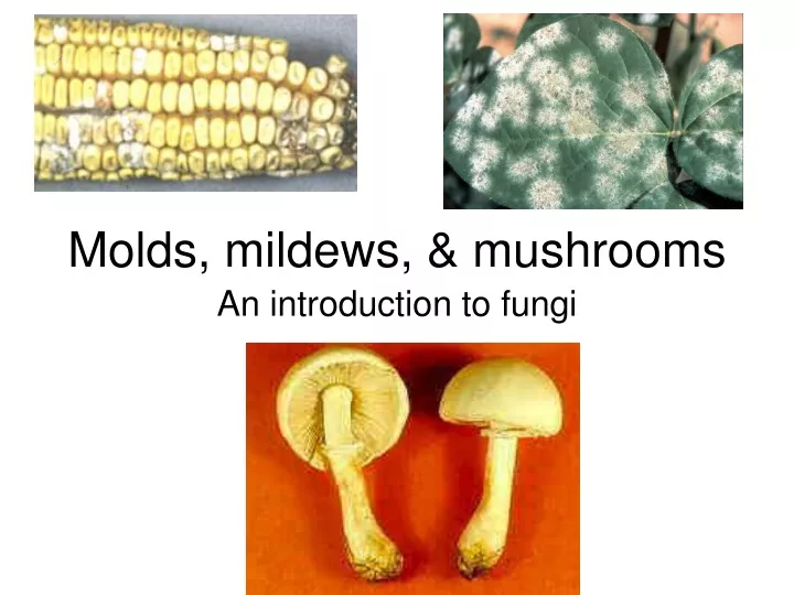 molds mildews mushrooms