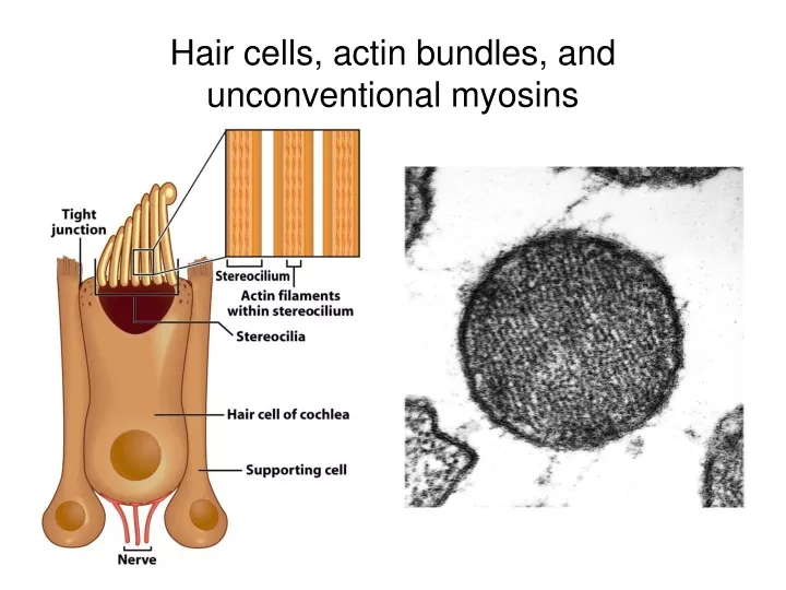 hair cells actin bundles and unconventional myosins