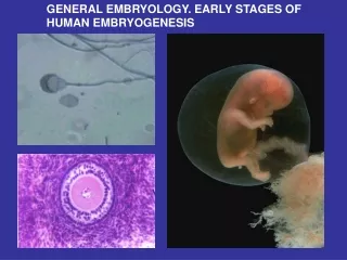 GENERAL EMBRYOLOGY .  EARLY STAGES OF HUMAN EMBRYOGENESIS