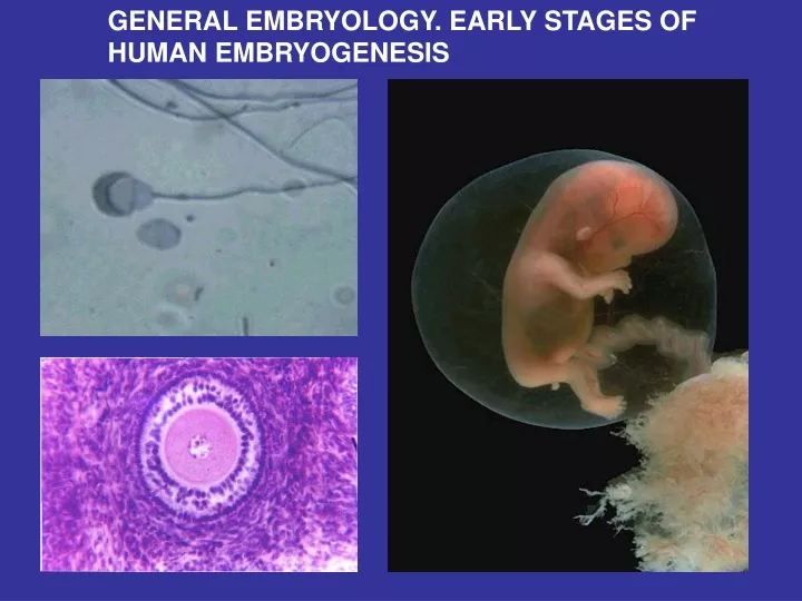 general embryology early stages of human