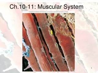 Ch.10-11: Muscular System