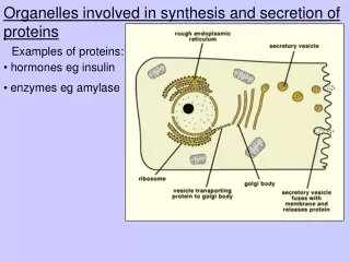 Organelles involved in synthesis and secretion of proteins