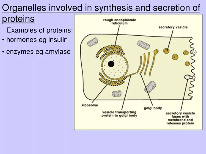 organelles involved in synthesis and secretion of proteins