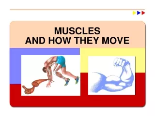 MUSCLES AND HOW THEY MOVE