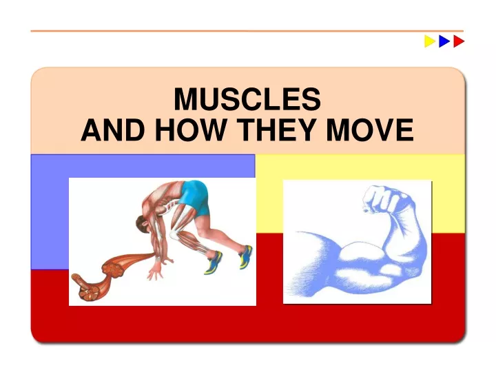 muscles and how they move