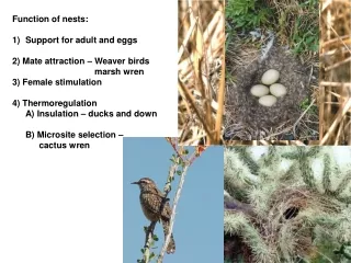 Function of nests: Support for adult and eggs 2) Mate attraction – Weaver birds 			     marsh wren
