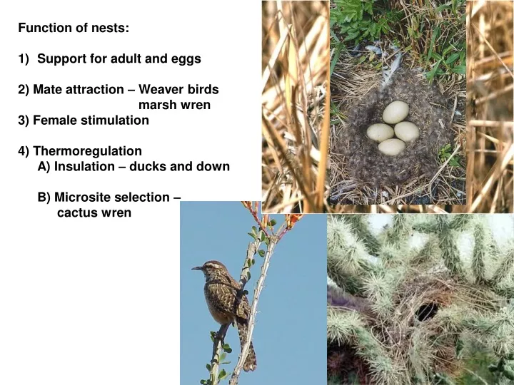 function of nests support for adult and eggs