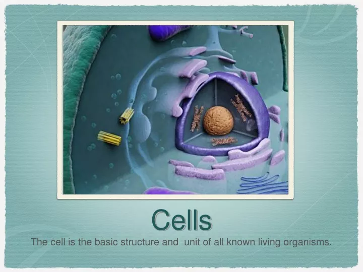 cells