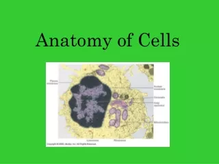 Anatomy of Cells