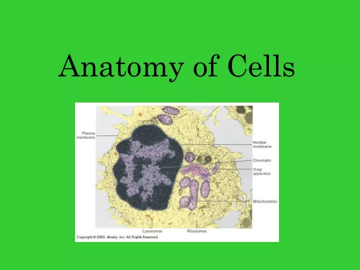 anatomy of cells