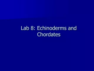 Lab 8: Echinoderms and Chordates