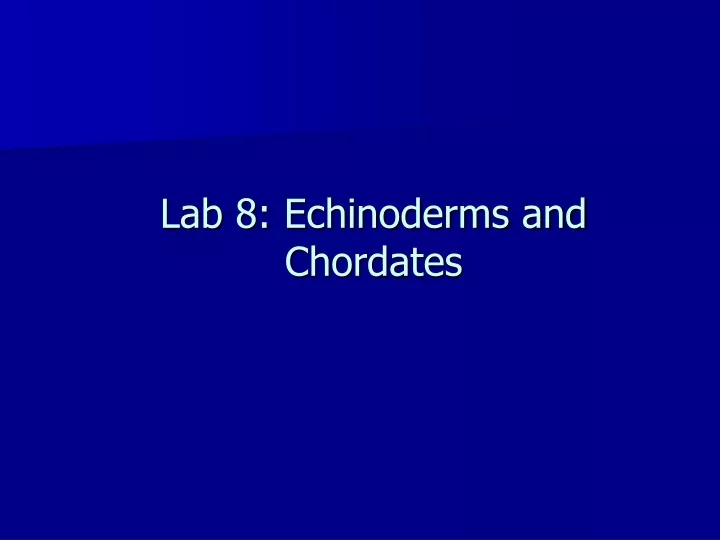 lab 8 echinoderms and chordates