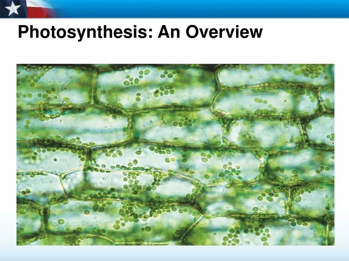 photosynthesis an overview