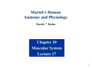 Chapter 10 Muscular System Lecture 17