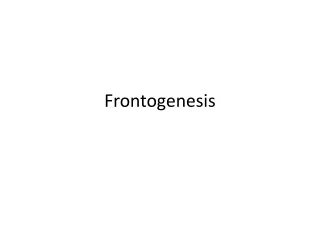 Frontogenesis
