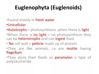 Euglenophyta (Euglenoids)