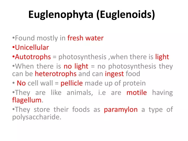 euglenophyta euglenoids
