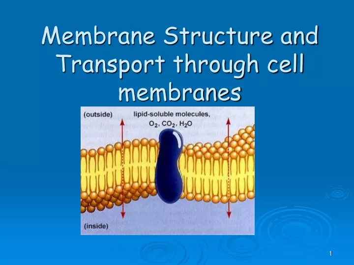 membrane structure and transport through cell membranes