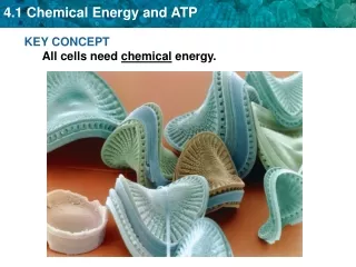 KEY CONCEPT  All cells need  chemical  energy.