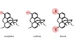 Organic Chemistry Innovators - Woodward, Nicolaou, Pauling - slide 1
