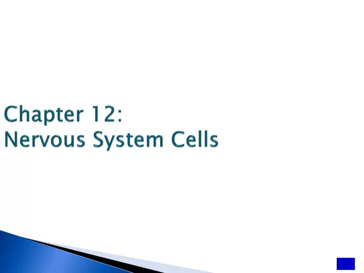 chapter 12 nervous system cells