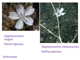 Stephanomeria exigua Parent Species