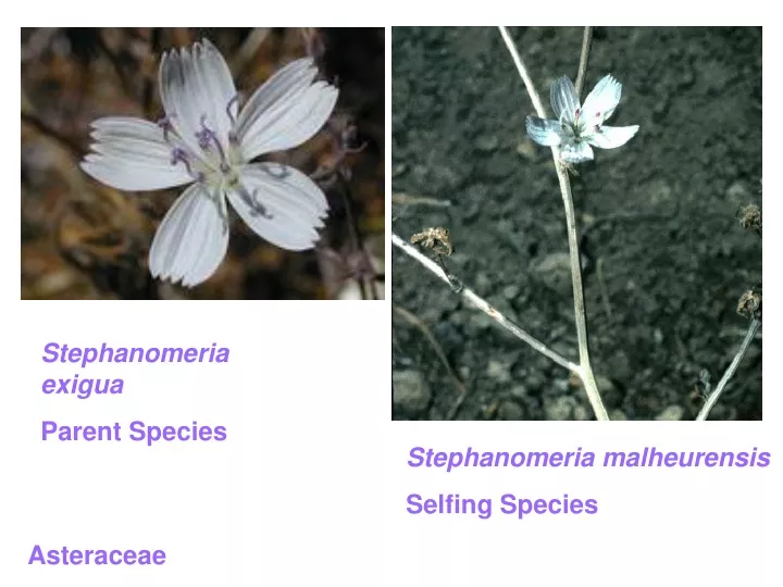 stephanomeria exigua parent species