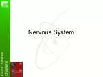 Nervous System - slide 1